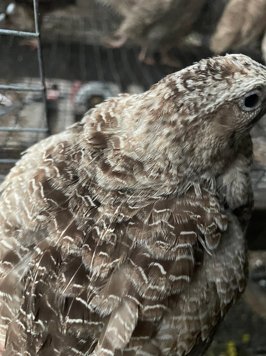 Sparkly Egyptian Roux