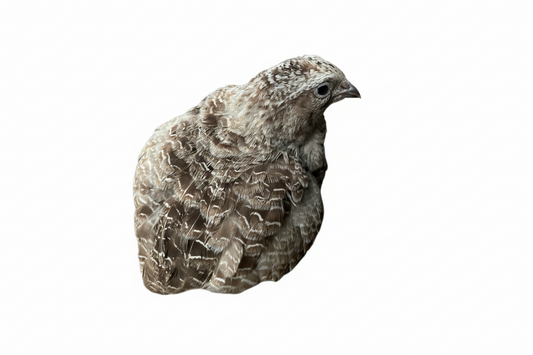 Sparkly Egyptian Roux