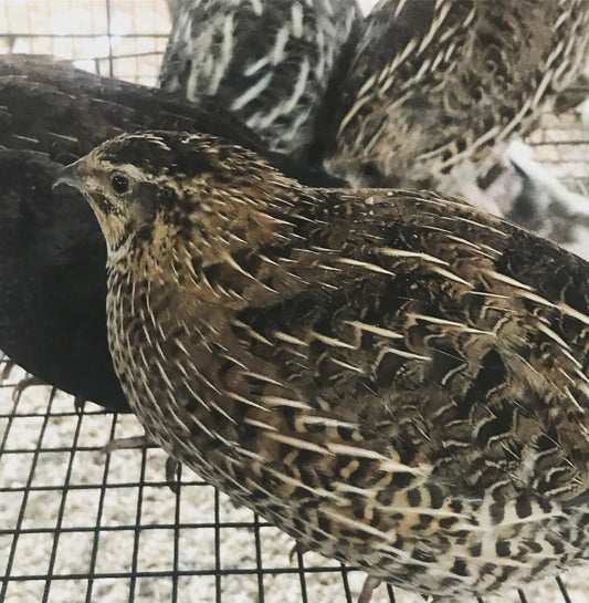 Jumbo German Sparkly Pharoah